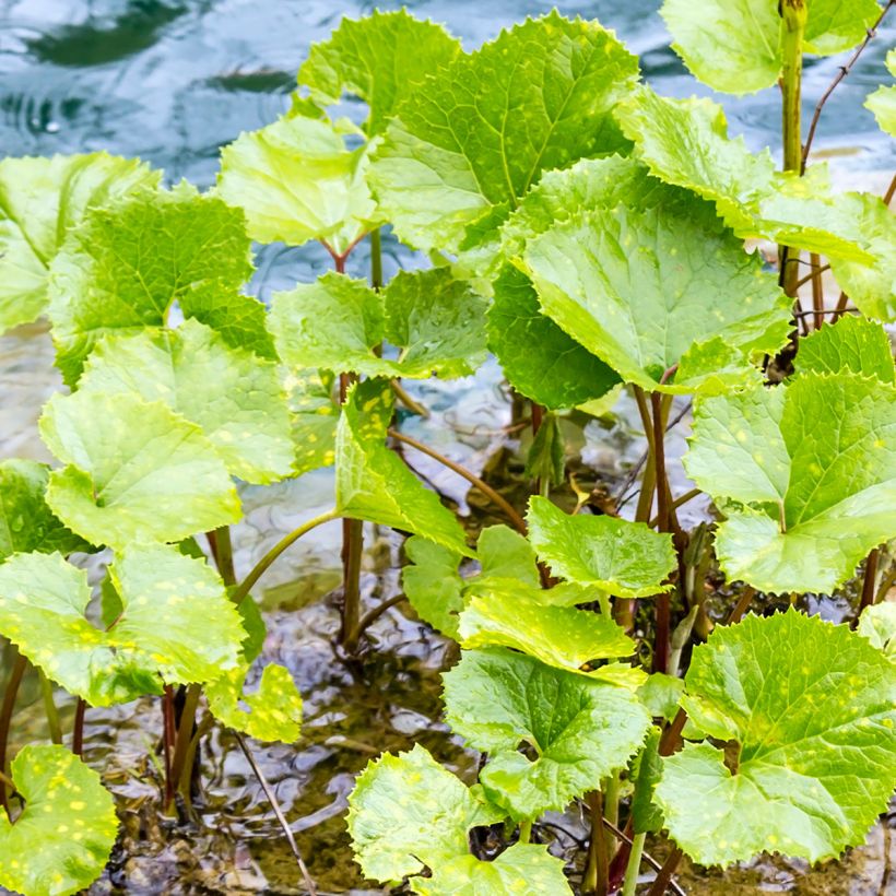 Petasites fragrans - Farfaraccio (Foliage)