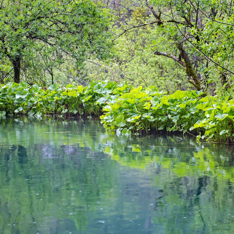 Petasites fragrans - Farfaraccio (Plant habit)