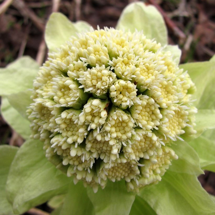 Petasites japonicus - Farfaraccio giapponese (Fioritura)