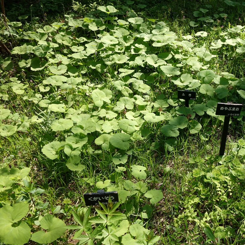 Petasites japonicus - Farfaraccio giapponese (Porto)