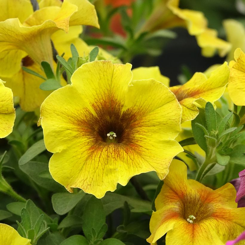 Petchoa BeautiCal Caramel Yellow (Fioritura)