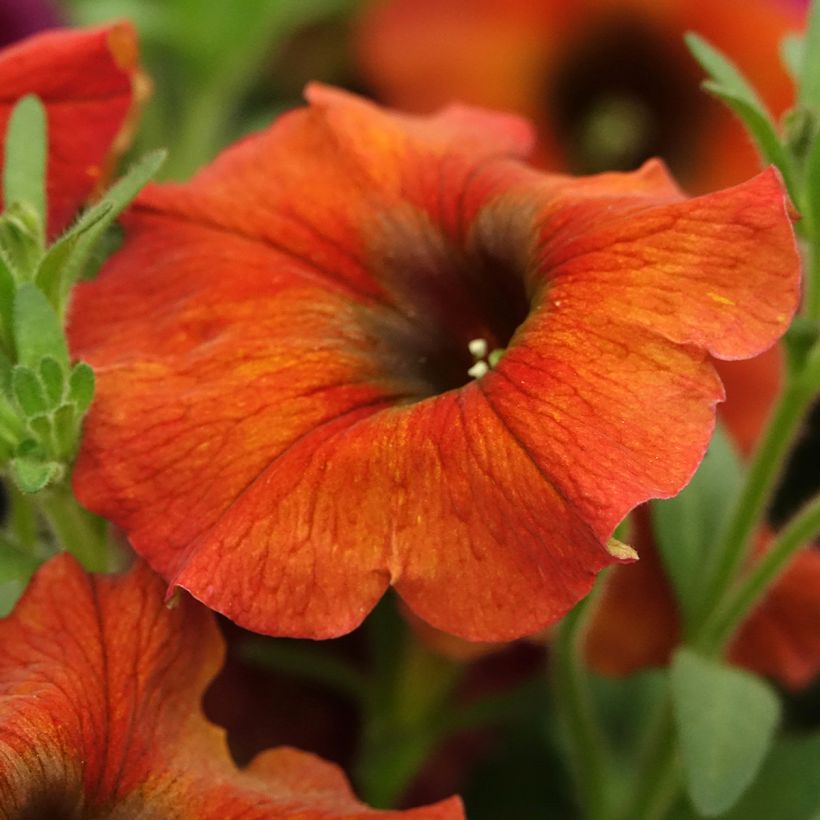 Petchoa BeautiCal Cinnamon (Fioritura)
