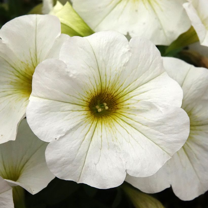 Petchoa BeautiCal Pearl White (Fioritura)
