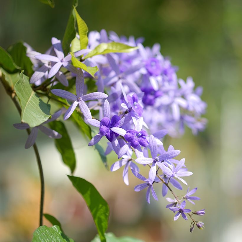 Petrea volubilis (Fioritura)