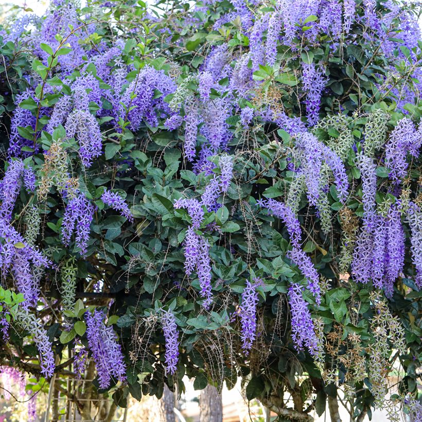 Petrea volubilis (Porto)