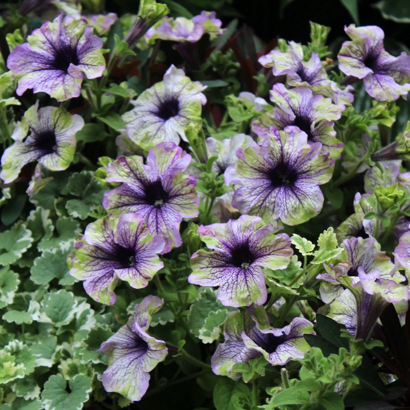 Petunia Amazonas Plum Cockatoo (Fioritura)