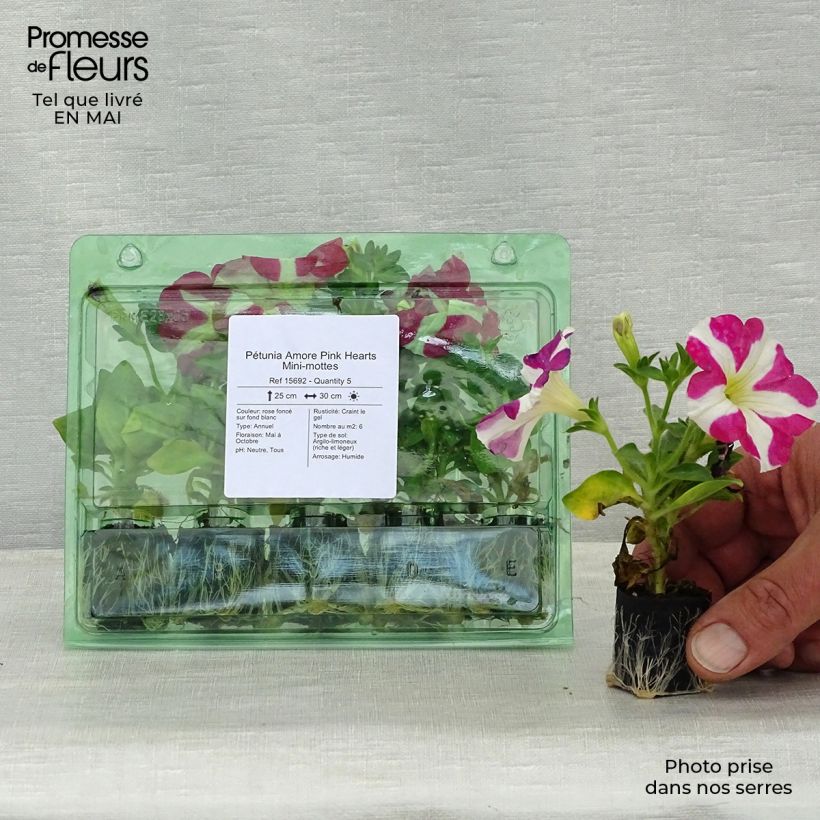Petunia Amore Pink Hearts mini zolla... esemplare consegnato in primavera