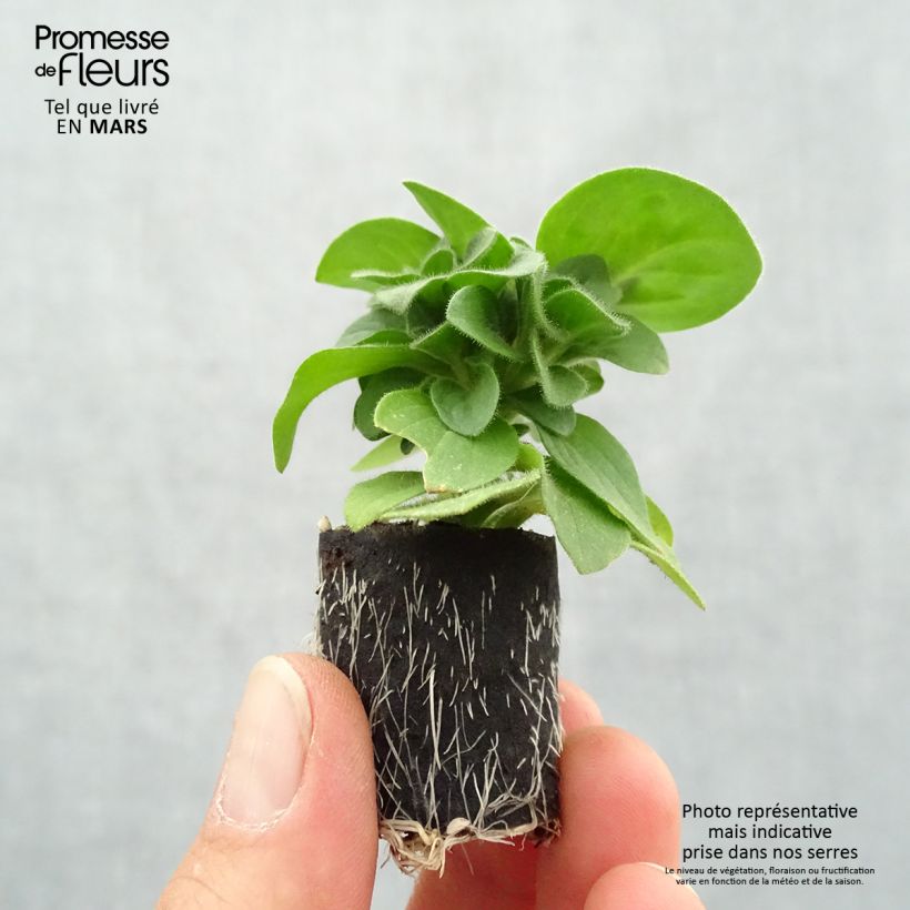 Example of Petunia Amore Queen of Hearts mini zolla... as you get in printemps