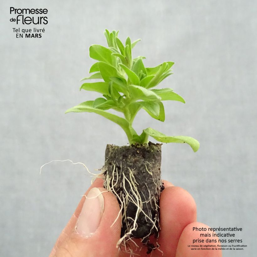 Petunia Baby Doll Mini zolla Ø 1,5/2,5 cm esemplare consegnato in primavera