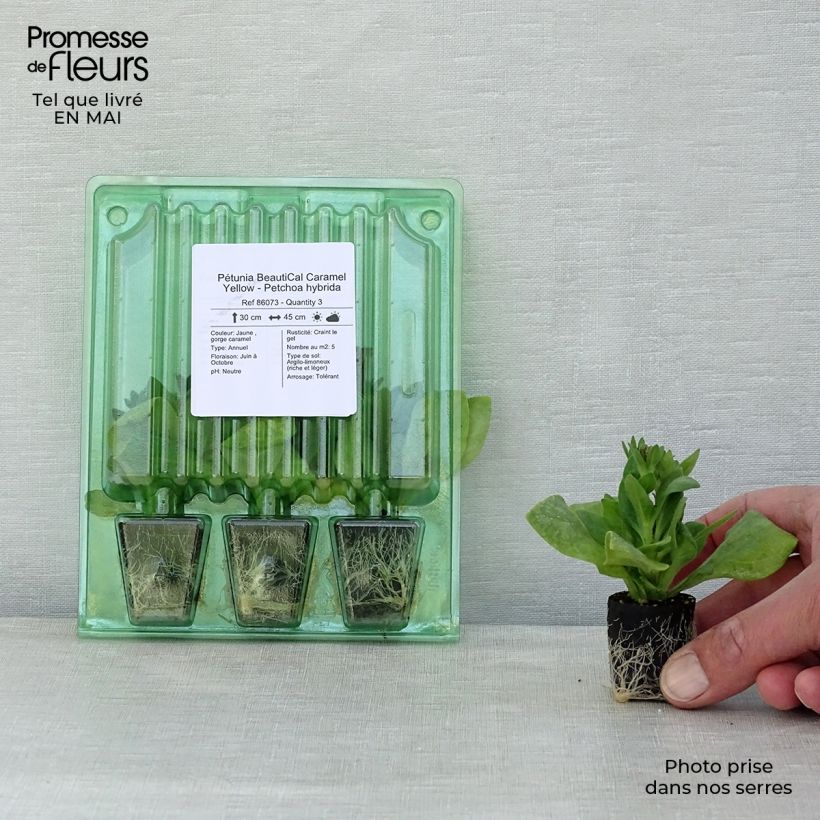 Petchoa BeautiCal Caramel Yellow mini zolla... esemplare consegnato in primavera