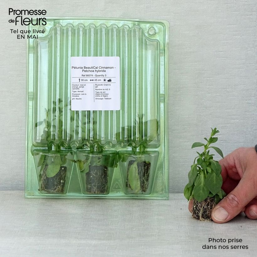 Example of Petchoa BeautiCal Cinnamon mini zolla... as you get in printemps