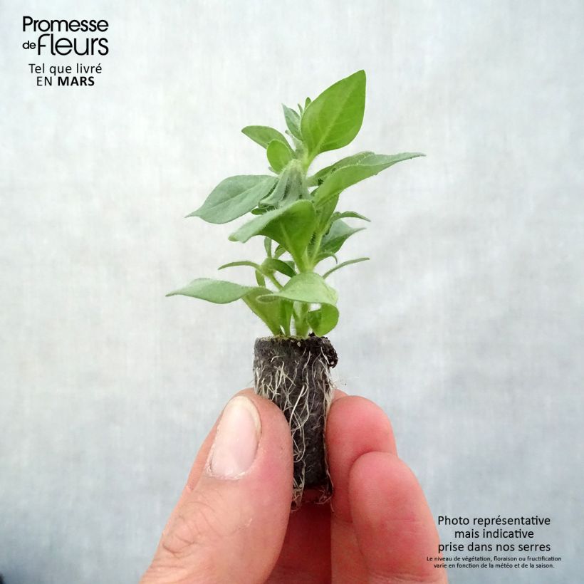 Example of Petchoa BeautiCal Pearl White mini zolla... as you get in printemps