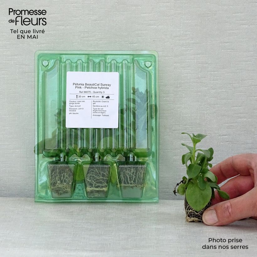 Example of Petchoa BeautiCal Sunray Pink mini zolla... as you get in printemps