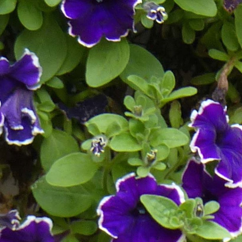 Petunia Picotee Blue (Fogliame)