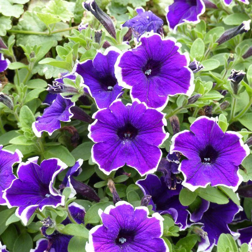 Petunia Picotee Blue (Fioritura)