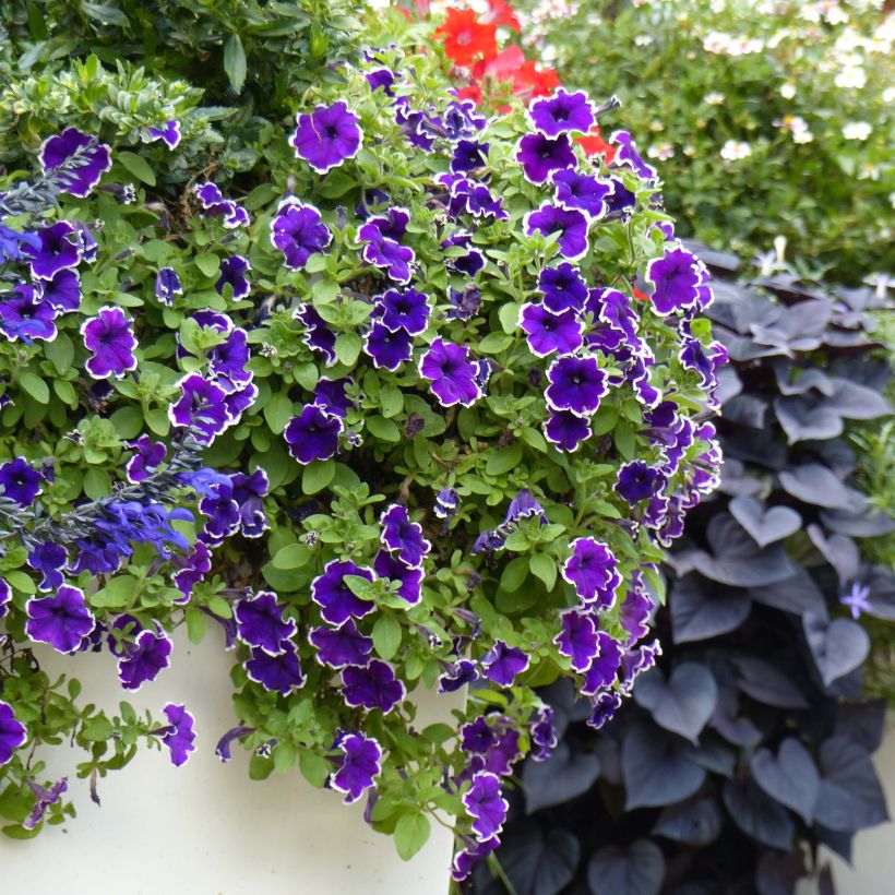 Petunia Picotee Blue (Porto)