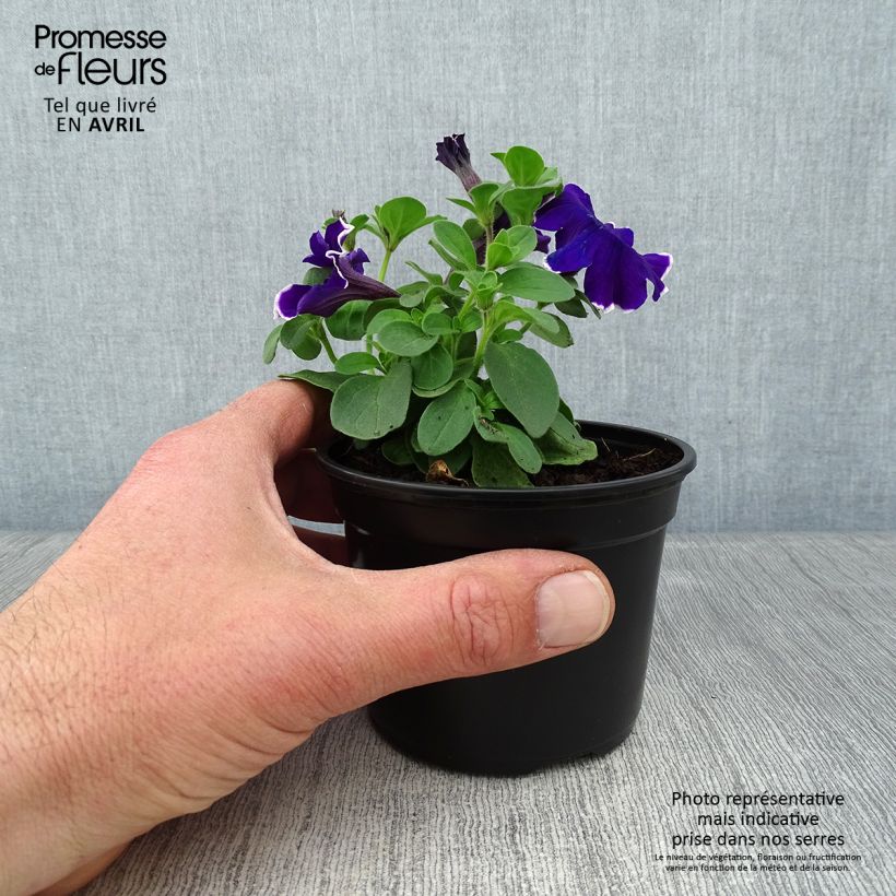 Petunia Picotee Blue Vasetto da 8/9 cm esemplare consegnato in primavera