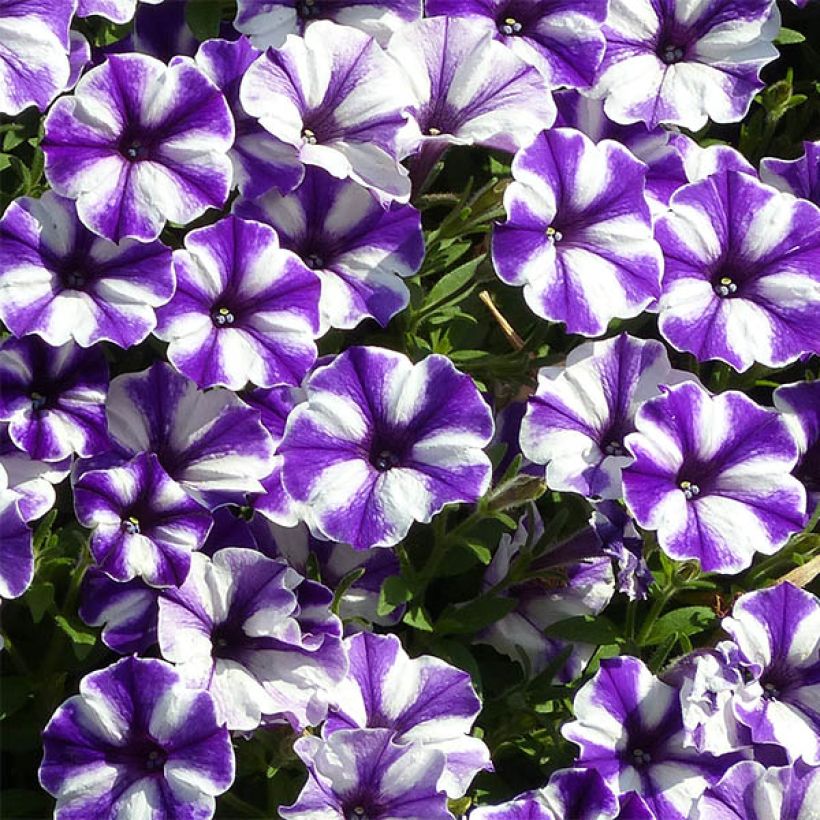Petunia Bluberry Star (Fioritura)