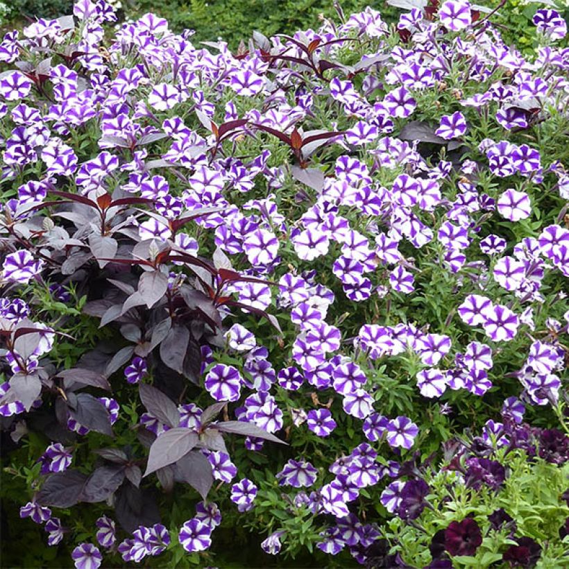 Petunia Bluberry Star (Porto)