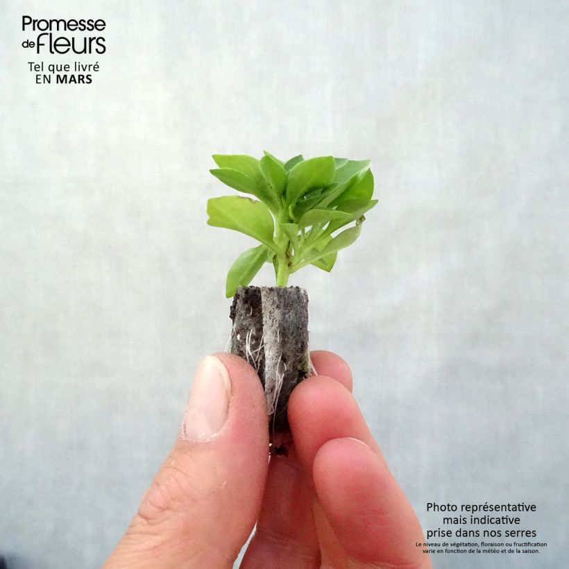 Petunia Capella Baby Pink mini zolla... esemplare consegnato in primavera