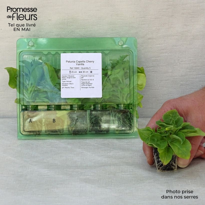 Example of Petunia Capella Cherry Vanilla mini zolla... as you get in printemps