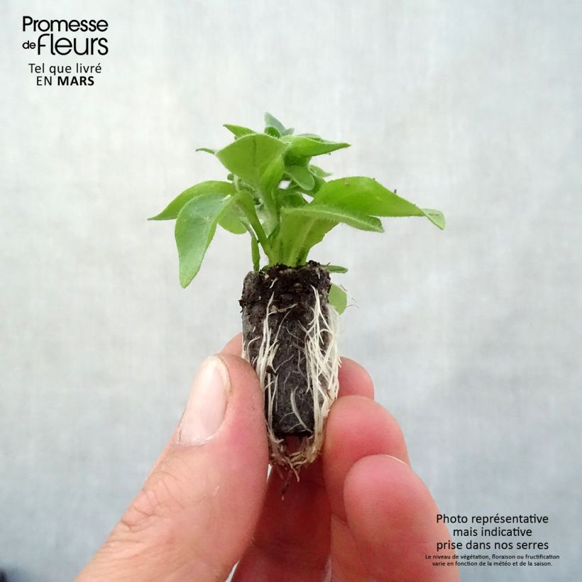 Example of Petunia Capella Hello Yellow mini zolla... as you get in printemps