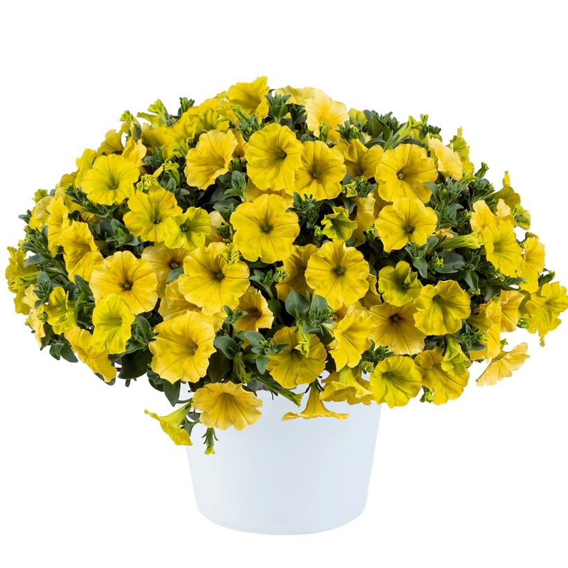 Petunia Capella Hello Yellow (Plant habit)
