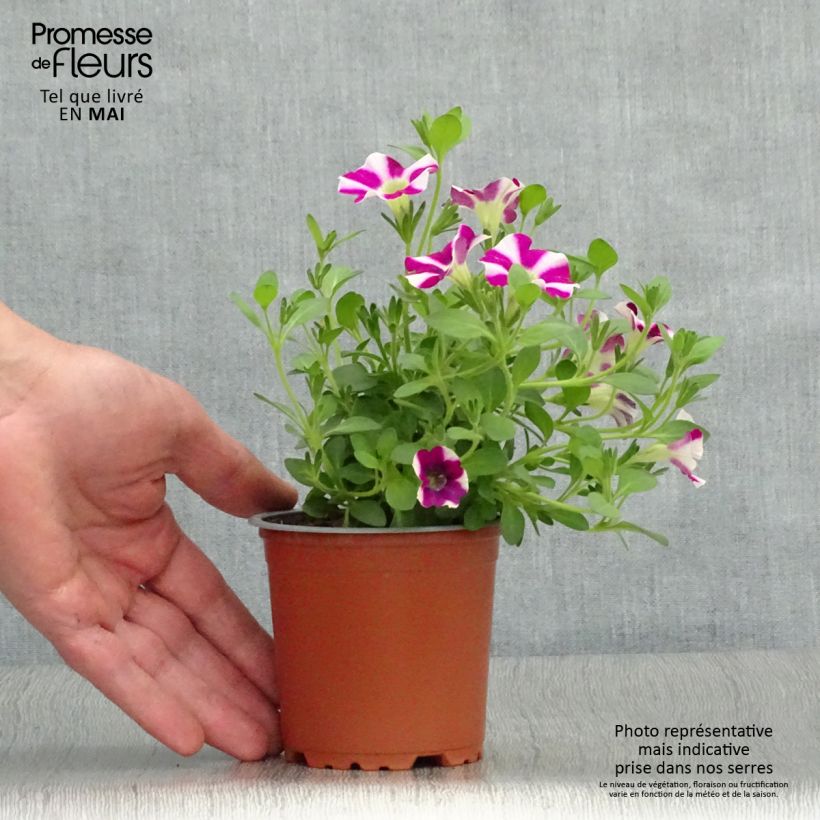 Petunia Bicolor Cabernet Vasetto da 8/9 cm esemplare consegnato in primavera