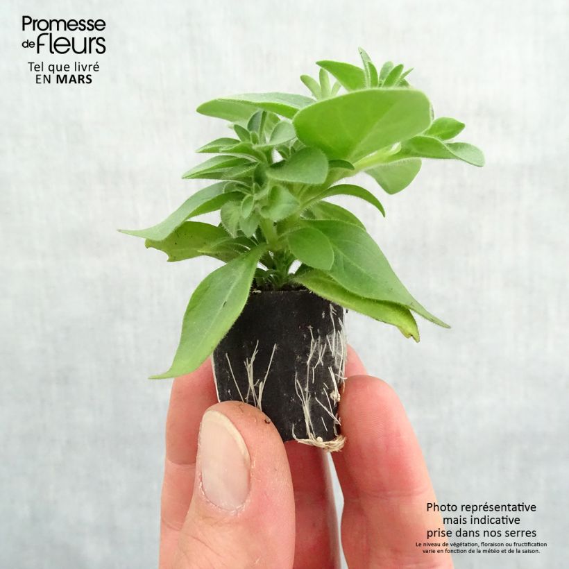 Petunia Cascadia Indian Summer mini zolla... esemplare consegnato in primavera