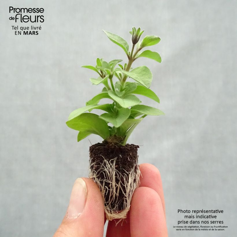 Petunia Chocolina Mini zolla Ø 1,5/2,5 cm esemplare consegnato in primavera