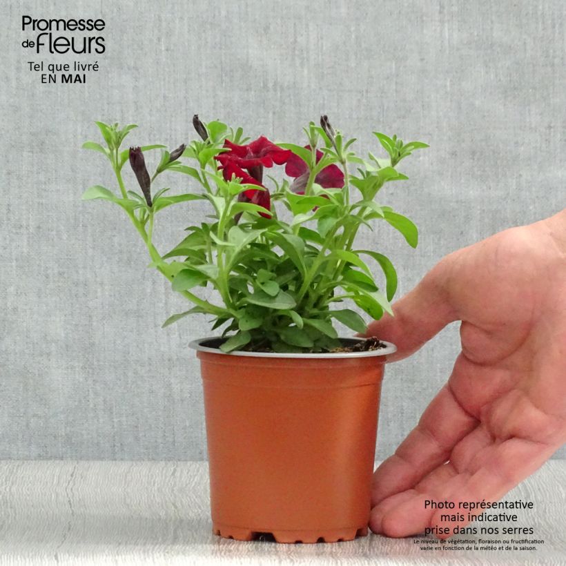 Petunia Chocolina Vasetto da 8/9 cm esemplare consegnato in primavera