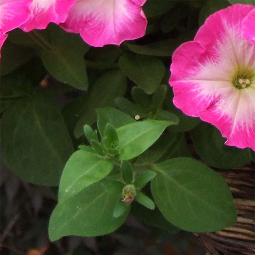 Petunia Corona Rose Rim (Fogliame)