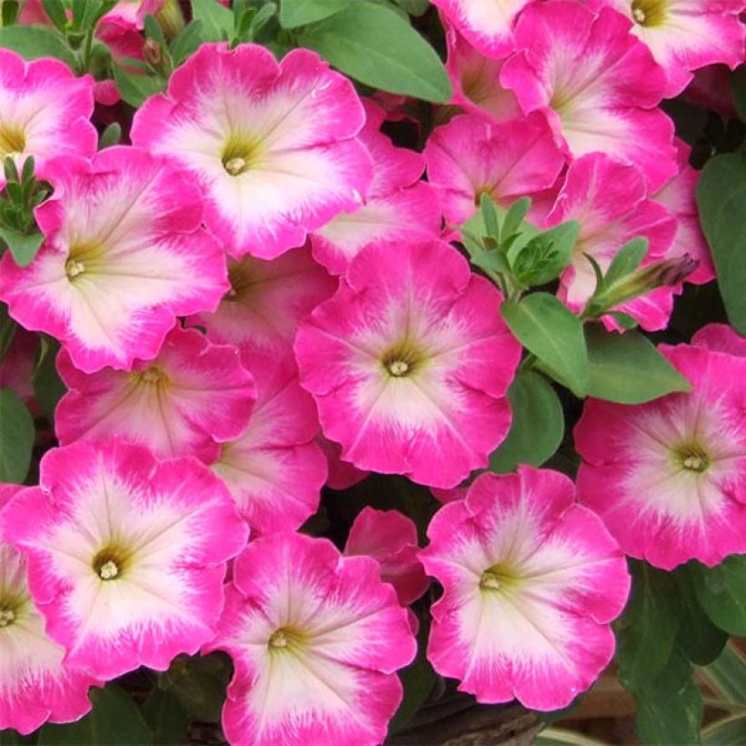 Petunia Corona Rose Rim (Fioritura)