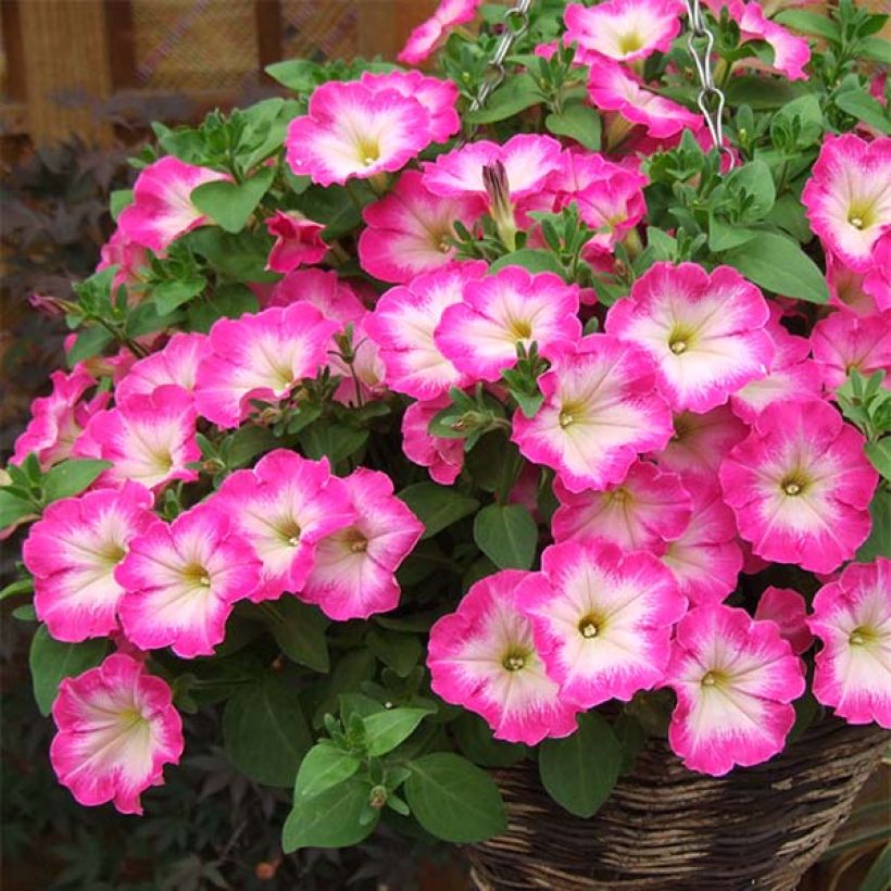 Petunia Corona Rose Rim (Porto)