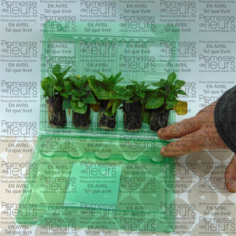 Esempio di esemplare Petunia Corona Rose Rim mini zolla... come consegnato