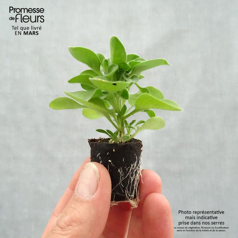 Example of Petunia Designer Cappuccino mini zolla... as you get in printemps