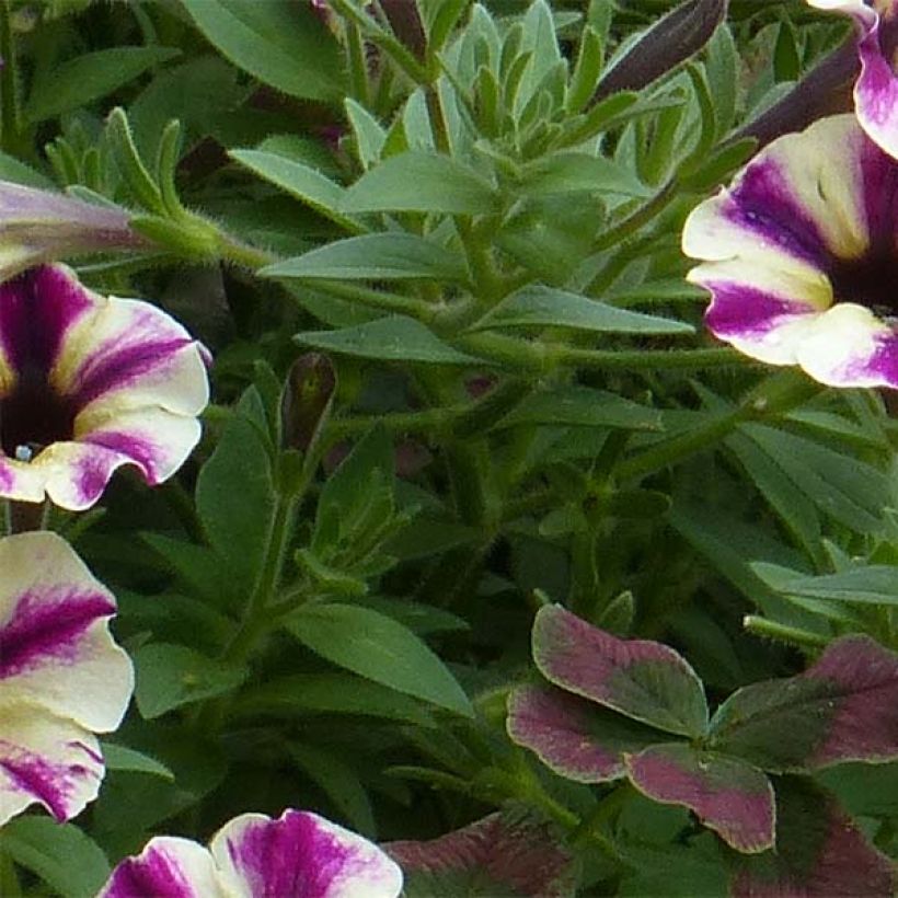 Petunia Dreamstar (Fogliame)