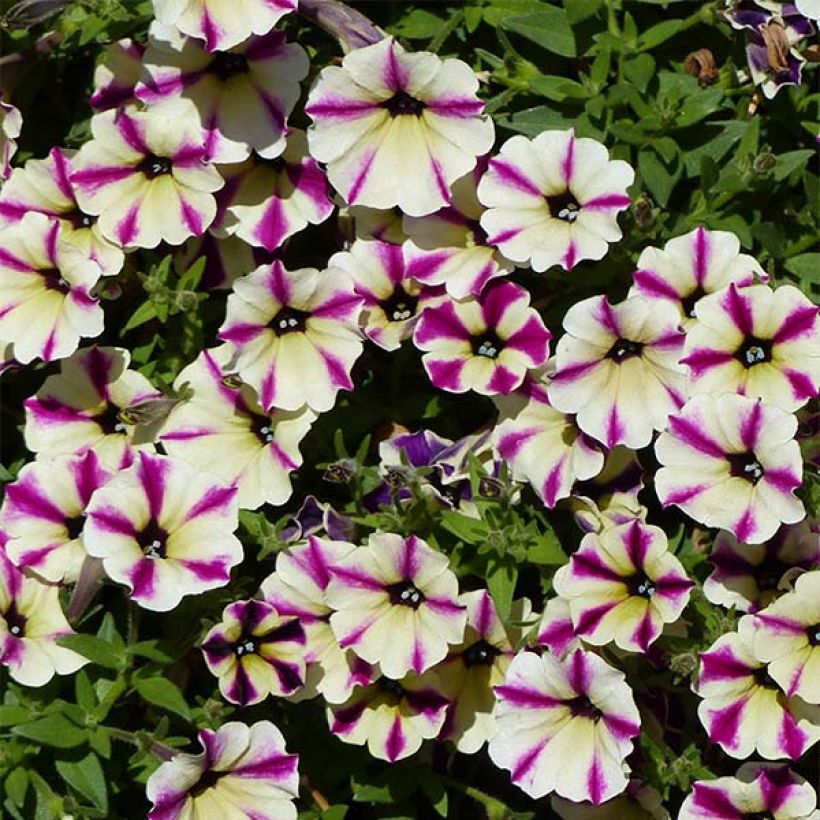 Petunia Dreamstar (Fioritura)