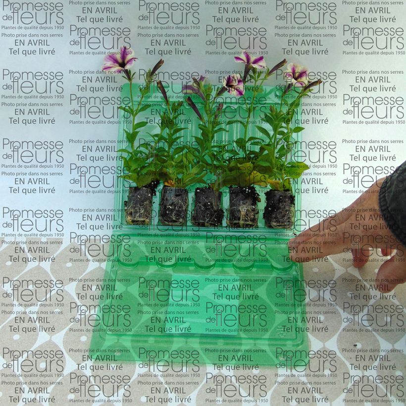 Esempio di esemplare Petunia Dreamstar mini zolla... come consegnato