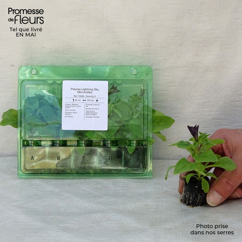 Petunia Lightning Sky mini zolla... esemplare consegnato in primavera