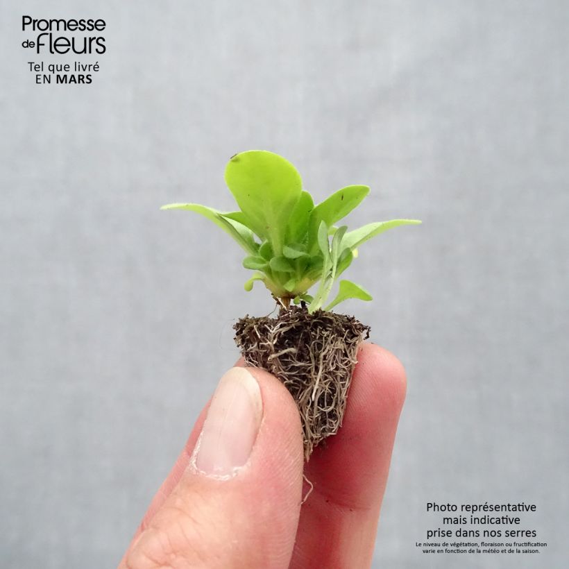 Petunia Mambo Mix Mini zolla: zolla da 2,2 cm x 2 cm in vassoio di coltivazione da 35 pezzi esemplare consegnato in primavera