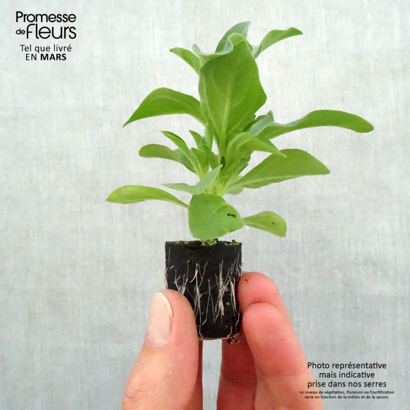 Example of Petunia Night Sky mini zolla... as you get in printemps