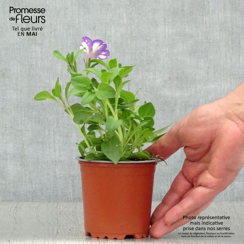 Example of Petunia Night Sky Vaso da Ø 10 cm/11 cm as you get in printemps