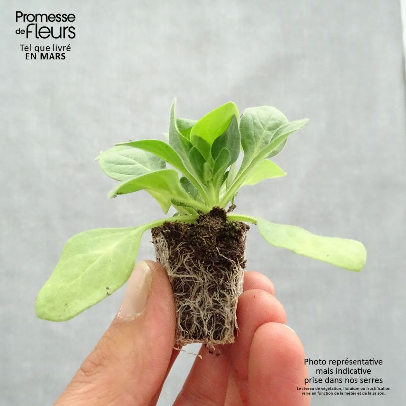 Petunia Parure Mix Jardimotte: zolla da 3,8 cm x 3,2 cm in vassoio da 16 pezzi. esemplare consegnato in primavera