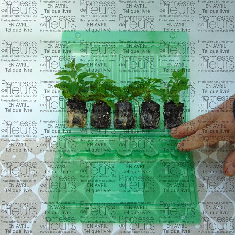 Example of Petunia Pink Star mini zolla... as you get