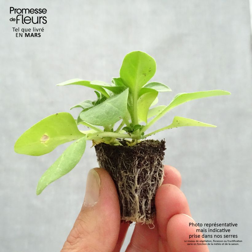 Example of Petunia Pirouette rose Jardimotte: zolla da 3,8 cm x 3,2 cm in vassoio da 16 pezzi. as you get in printemps