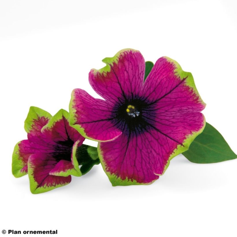 Petunia Pretty Much Picasso (Flowering)