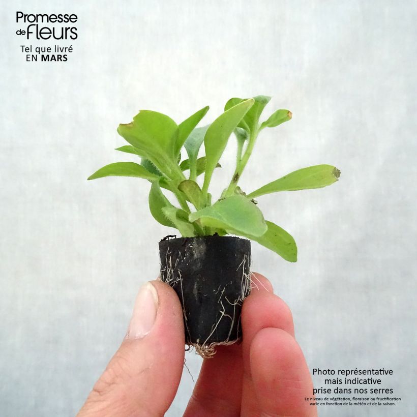 Example of Petunia Red Carpet Collection Rimarkable Mini zolla Ø 1,5/2,5 cm as you get in printemps