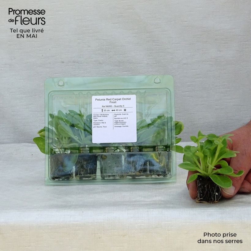 Petunia Red Carpet Orchid Frost mini zolla... esemplare consegnato in primavera