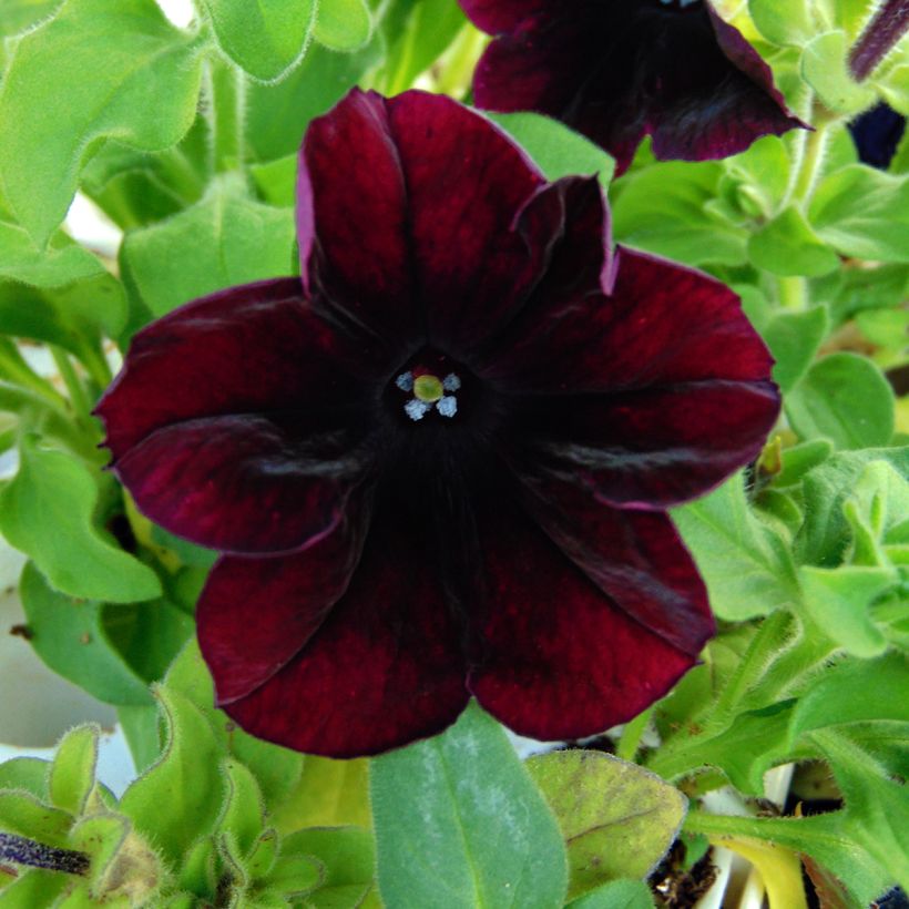 Petunia Sophistica Blackberry (Flowering)
